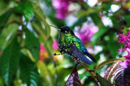 Costa Rica, au paradis des oiseaux