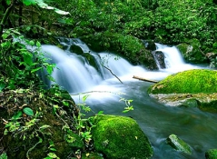 Costa Rica, au paradis des oiseaux